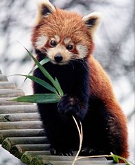 Ailurus_fulgens_RoterPanda_LesserPanda